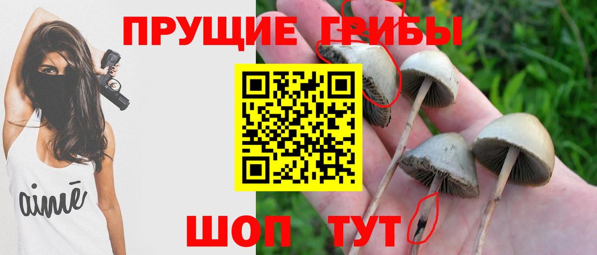 Галлюциногенные грибы Cubensis  Псилоцибиновые грибы мицелий  Россия  Вход с VPN 
